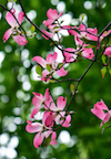 花で彩る日本の四季